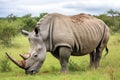 a rare white rhino grazing on grassland