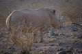 Rare White Rhino, Rhinoceros found in sunrise. Namibia, Africa. Royalty Free Stock Photo