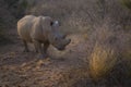 Rare White Rhino, Rhinoceros found in sunrise. Namibia, Africa. Royalty Free Stock Photo