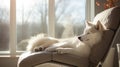 Handsome rare white Siberian Husky resting on a minimalist sofa under natural light