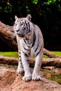 Rare White Striped Wild Tiger