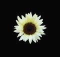 A rare white sunflower centered on a dramatic black background