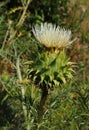 Rare White Thistle - Silybum marianum growing in nature.