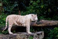 Rare white tiger