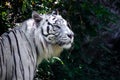 A rare white tiger