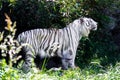 A rare white tiger