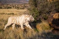 Rare white Tiger female walking in South Africa