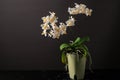 Rare white with yellow orange spots blooming small peloric orchid phalaenopsis in pot on a blurred dark grey background Royalty Free Stock Photo