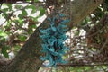 Rare wild flower of turquoise color, Vietnam