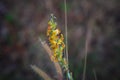 Rare wild flowers are perfect for nature backgrounds. Royalty Free Stock Photo