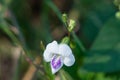 Rare wild flowers are perfect for nature backgrounds. Royalty Free Stock Photo