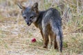 Rare Island Fox in Channel Islands National Park Royalty Free Stock Photo