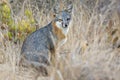 Rare Island Fox in Channel Islands National Park Royalty Free Stock Photo