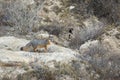 Rare Island Fox in Channel Islands National Park Royalty Free Stock Photo