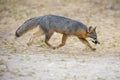 Rare Island Fox in Channel Islands National Park Royalty Free Stock Photo