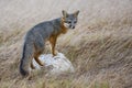 Rare Island Fox in Channel Islands National Park
