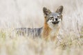 Rare Island Fox in Channel Islands National Park Royalty Free Stock Photo