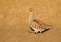 Rare wild partridge Perdix perdix