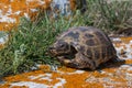 Rare wild turtle on rocks covered with yellow lichen