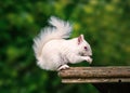 A rare wild white albino squirrel sitting on a wooden platform e