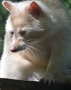 Rare Wild White Raccoon with Long Fur Royalty Free Stock Photo