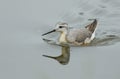 A rare Wilson`s Phalarope, Phalaropus tricolor, swimming across a lake catching insects.