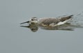 A rare Wilson`s Phalarope, Phalaropus tricolor, swimming across a lake catching insects.