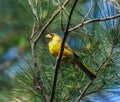 Rare yellow colored male northern cardinal - cardinalis cardinalis - a genetic mutation.  Up high in pine tree with blue sky backg Royalty Free Stock Photo