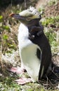 Rare Yellow-Eyed Penguin