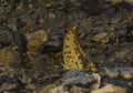 RAre Yellow Gorgon Butterfly at Garo Hills,Meghalaya,India