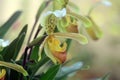 Orchid : Yellow Lady`s Slipper