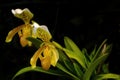 Yellow Lady`s Slipper Orchid on a dark background