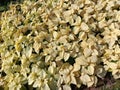 Rare yellow poinsettia flowerbed