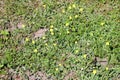 Rare yellow weak first stunted dandelion plants flowers grow on green grass. Background, texture Royalty Free Stock Photo