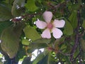 A rarely flower in Asian rain forest