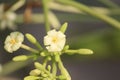 Rarely found beautiful bud of a wild species flowers. Small flower of this plant blossoms quick.