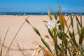 Rare sea daffodil, pancratium maritimum, blurry beach in background