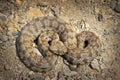 Rarest european viper in Milos island Royalty Free Stock Photo