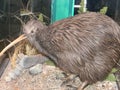 RAREST UNIQUE KIWI BIRD HATCHING EGGS  AT NEW ZEALAND Royalty Free Stock Photo