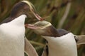 Rarest Yellow-eyed Penguin, megadyptes antipodes, New Zealand, South Islan Royalty Free Stock Photo