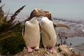 Rarest Yellow-eyed Penguin, megadyptes antipodes, New Zealand, South Island Royalty Free Stock Photo