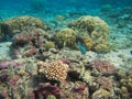 Rarotonga underwater