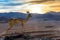 Ras Mohamed National Park in Egypt.