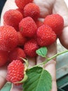 Rasberries thive in the town of Takengon central Aceh