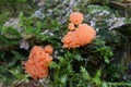 Rasberry slime mould or mold