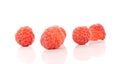 Rasberry on white background. Royalty Free Stock Photo
