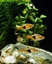 Harlequin Rasbora, rasbora heteromorpha aquarium