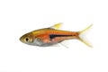 Rasbora Het Harlequin rasbora heteromorpha lamb chop rasboras aquarium fish Royalty Free Stock Photo