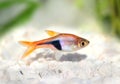 Rasbora Het Harlequin rasbora heteromorpha Royalty Free Stock Photo