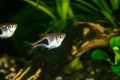 Rasbora heteromorpha aquarium fish on a background of green plants